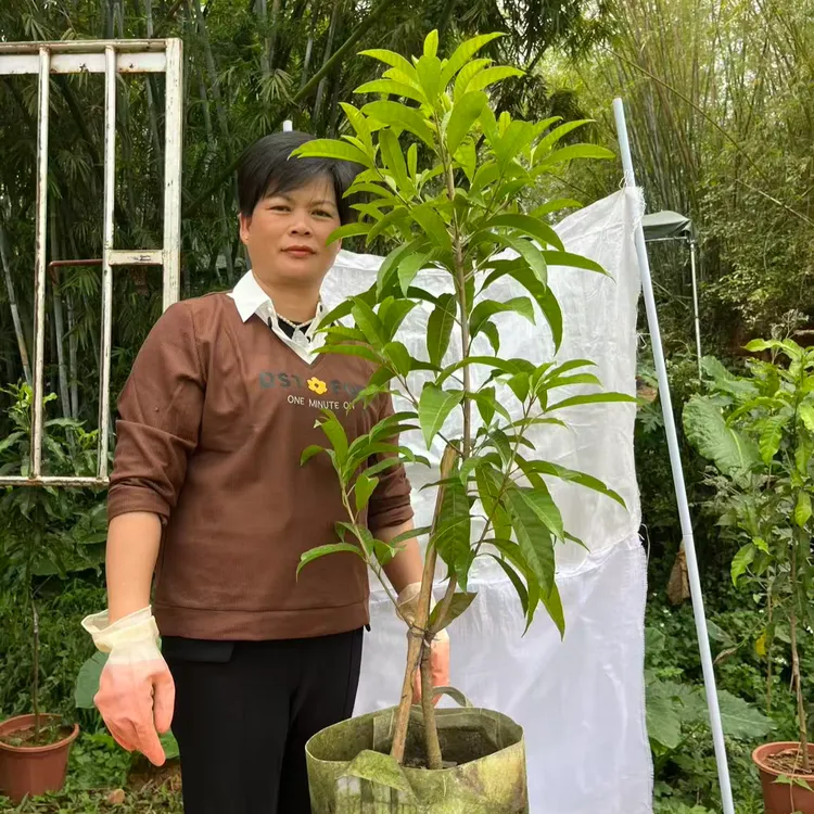 耀堂仙桃苗 小苗/中苗