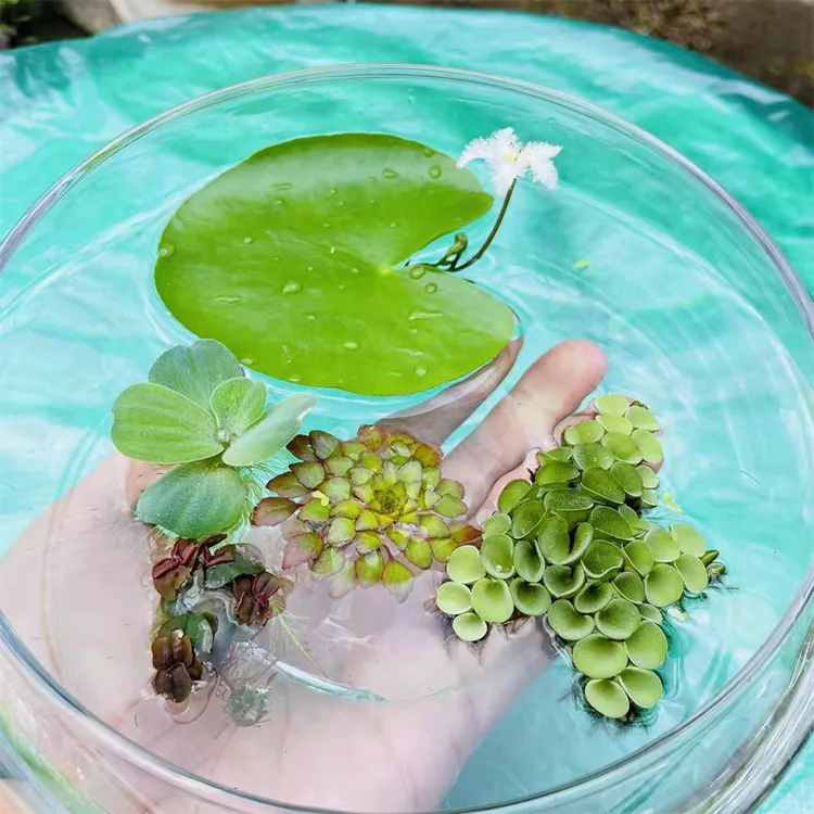浮萍水草水面水生水培植物造景净化水质一叶莲池塘庭院水养水芙蓉