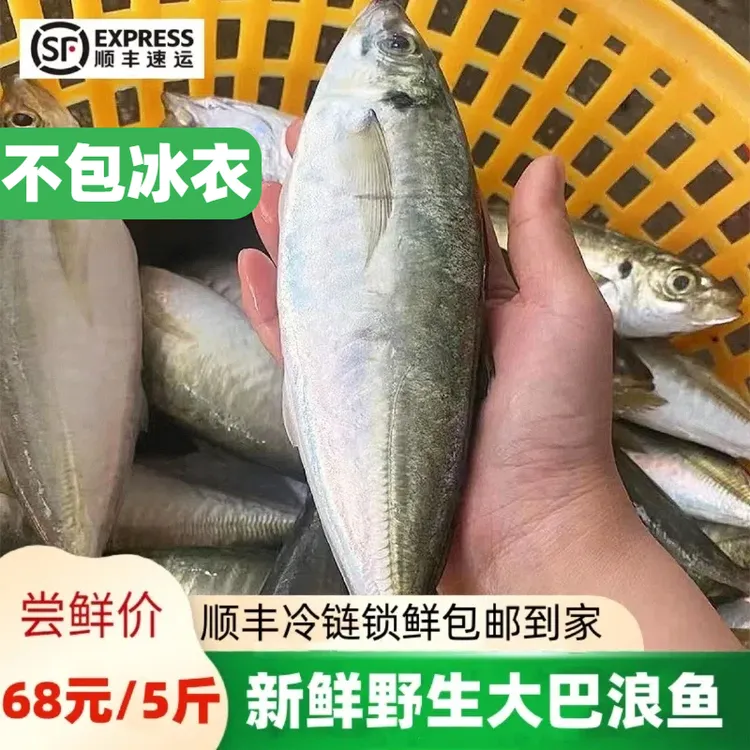 5斤正宗巴浪鱼新鲜海鲜冷冻海产品竹荚鱼海鲜批发水产海鲜一整箱