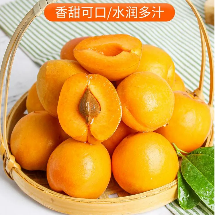 【露天】山西高山大黄杏新鲜水果香甜爽口新鲜采摘孕妇水果放软吃