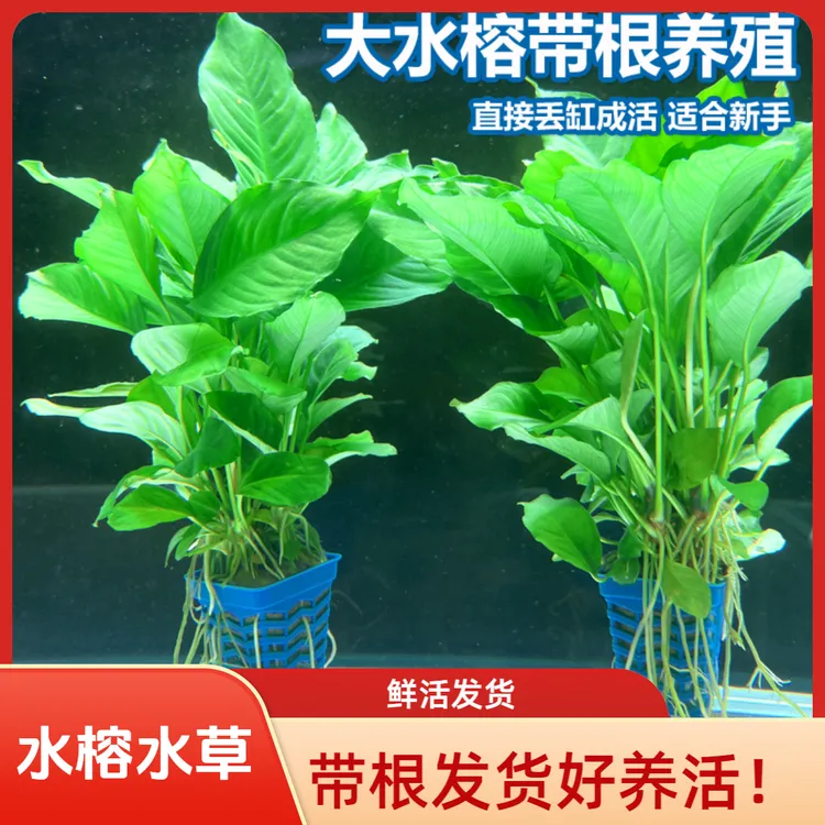 水榕水草鱼缸造景植物真草阴性养鱼淡水增氧净水懒人新手大叶榕