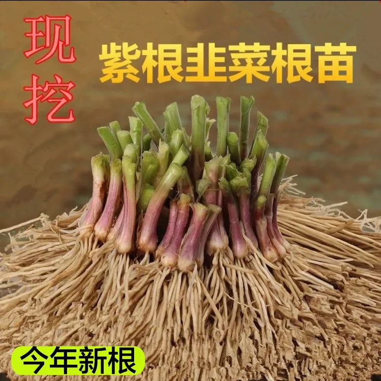 产地直发今年新茬红根宽叶韭菜根耐热耐寒四季可种室内阳台小院可商品图