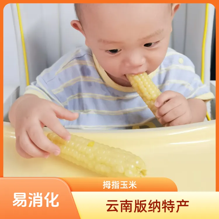 【云南版纳拇指玉米】S级香糯易消化拇指玉米婴幼儿