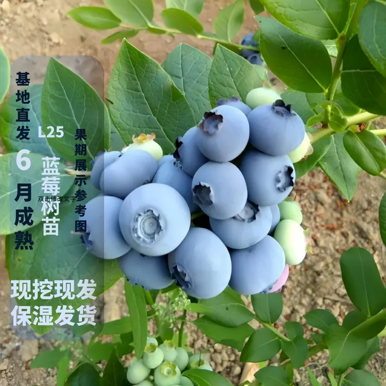 L25蓝莓树苗正宗盆栽地栽花期带花果期带果南北方种植耐寒云南
