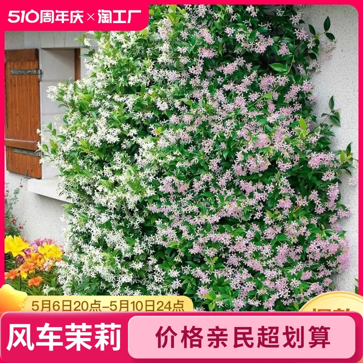 风车茉莉爬墙月季花盆栽大苗四季开花耐寒爬藤花卉庭院阳台绿植