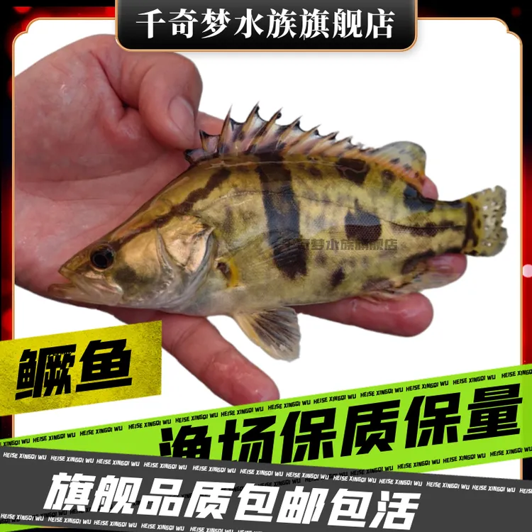 淡水活体波纹观赏鳜鱼白桂鱼翘嘴桂鱼冷水桂花鱼鳌花小鱼