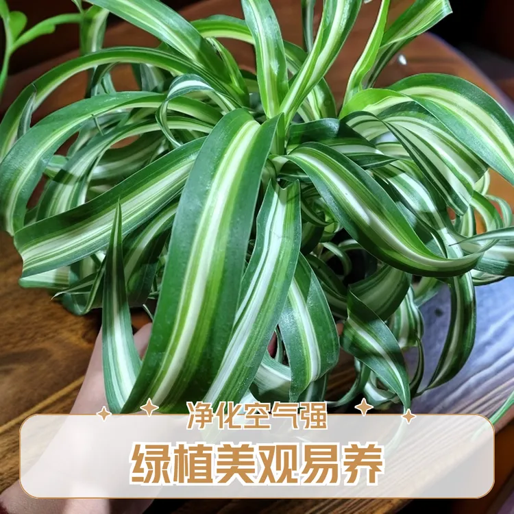 卷叶吊兰绿植客厅盆栽室内净化空气吸甲醛易养花卉金边吊兰特大号