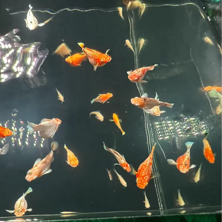 红头樱花玛丽球鱼原线种鱼F1鱼第一代热带淡水鱼