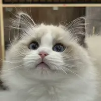 来了姊妹-海双布偶猫 弟弟 4