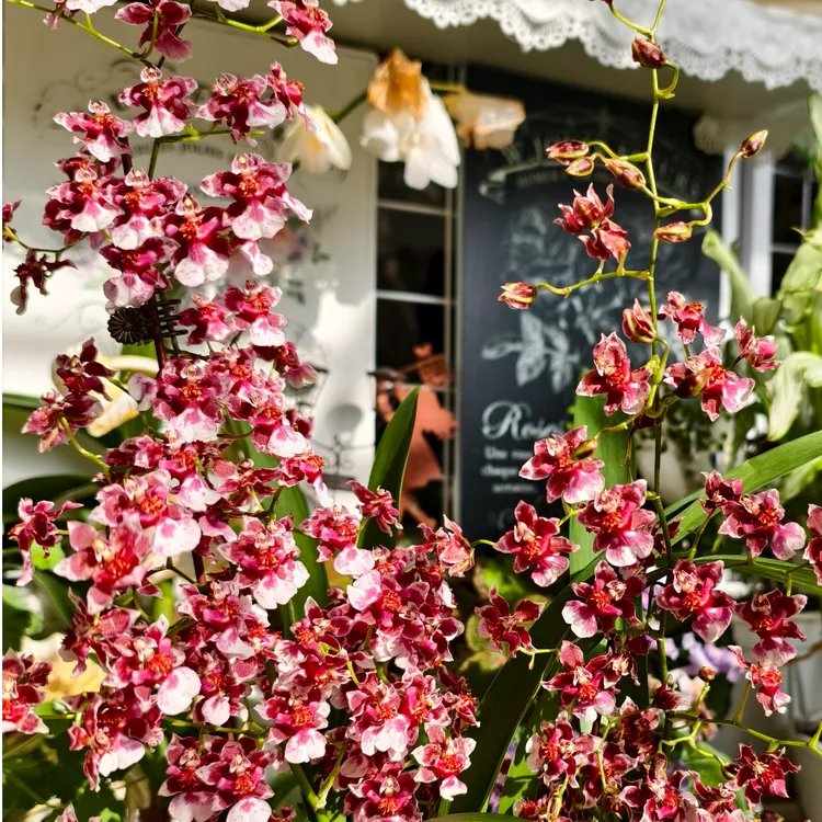 泰国香水文心兰盆栽高品质浓香型室内外花期长兰花