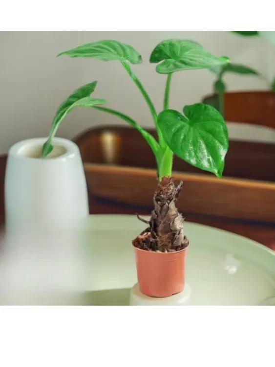 绿植吸水培庭院盆栽净化空气室内霸王芋植盆栽滴水观音大叶醛土培