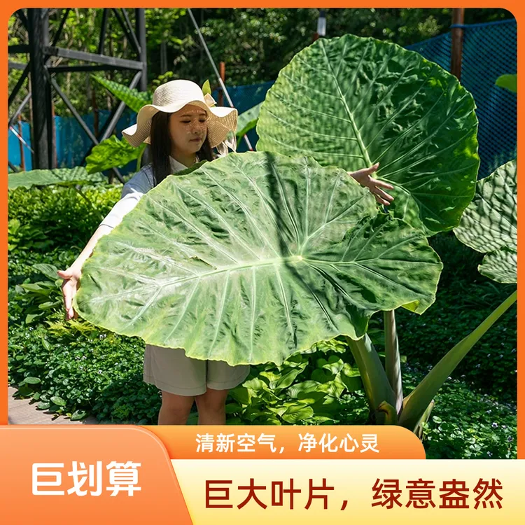[龙猫同款]巨型象耳芋  绿植庭院 大型网红观叶造景 室内盆栽植物
