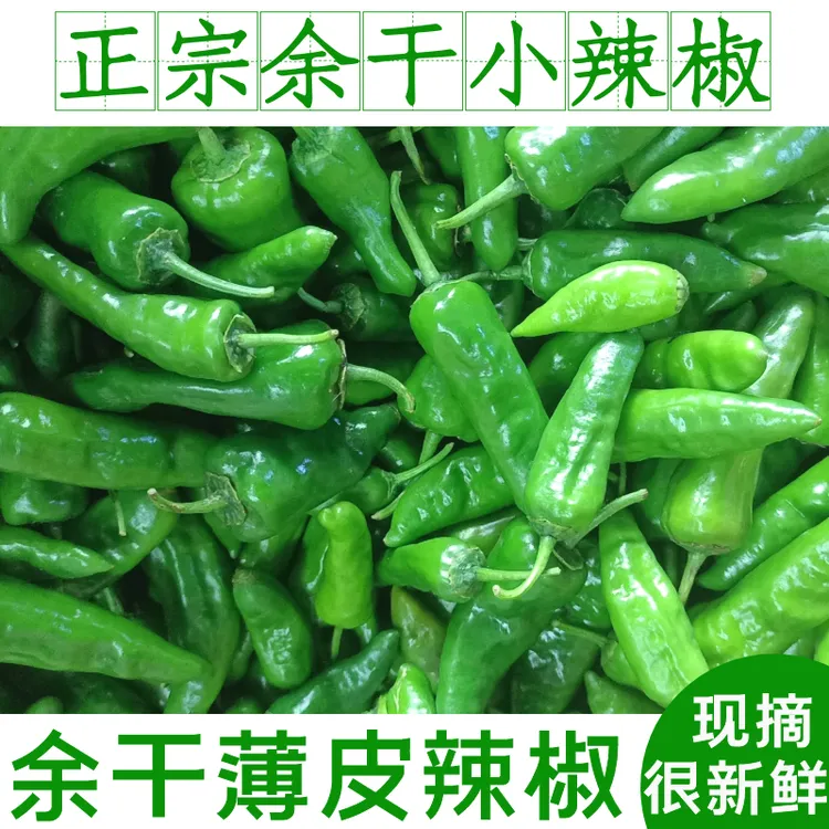 江西余干原产地新鲜现摘薄皮辣椒微特辣适合炒肉