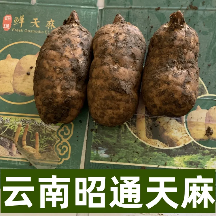 新鲜天麻昭通彝良小草坝天麻500克活天麻直播包邮