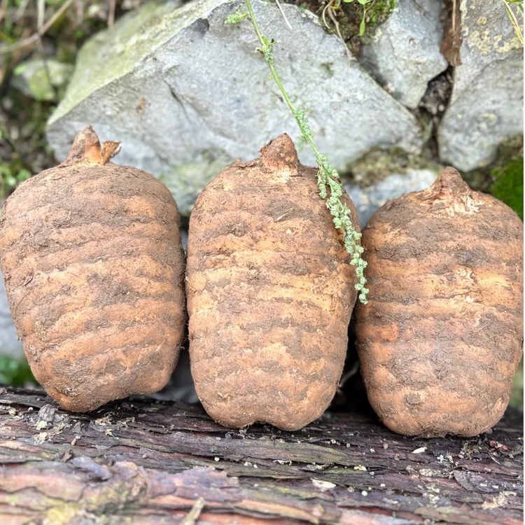 云南昭通小草坝(新鲜天麻)野外种植3年，新鲜采挖天麻正宗野天麻