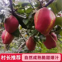 庄河彩虹梨新鲜现摘皮薄脆甜多汁营养美味5.5斤坏果包赔