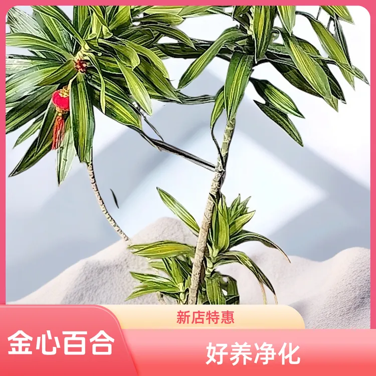 【精选高品质/特惠】高端金心百合竹源头基地直销土培盆栽好养净化