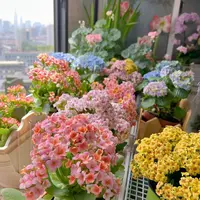 《长寿花》混色室内盆栽阳台客厅易养