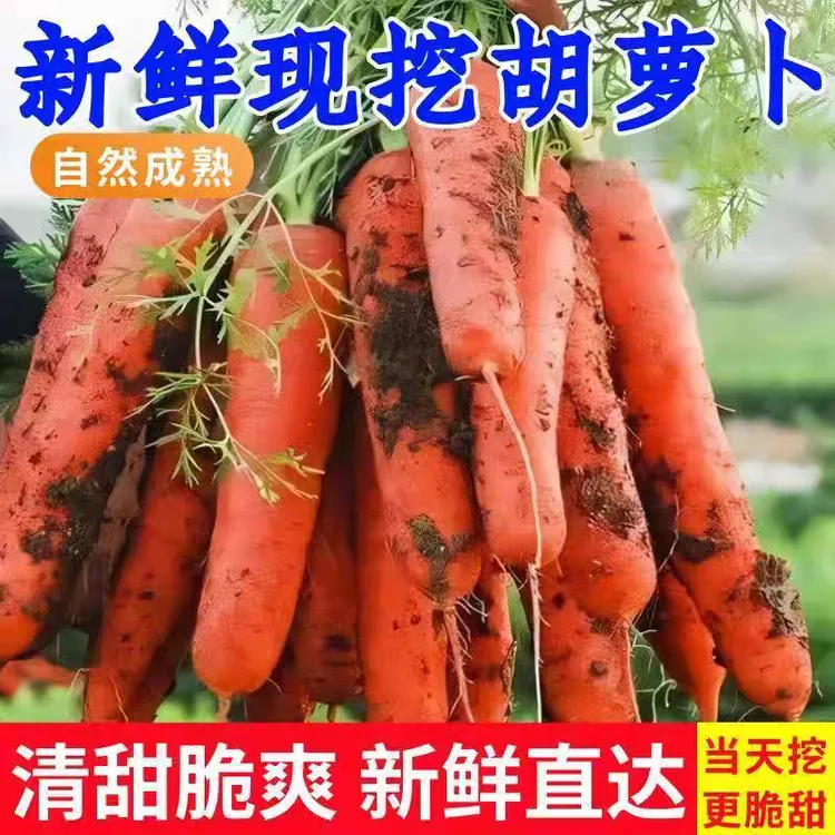 新鲜带泥胡萝卜农家自种现挖脆甜可口可炖汤火锅食材