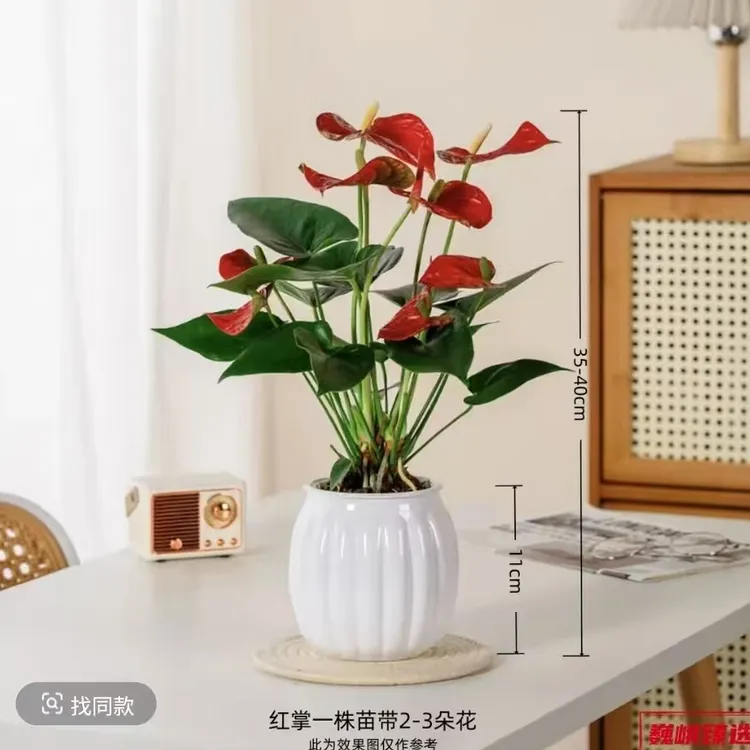 【2-3朵花】红掌盆栽送盆30-40高室内客厅耐荫好养四季开花
