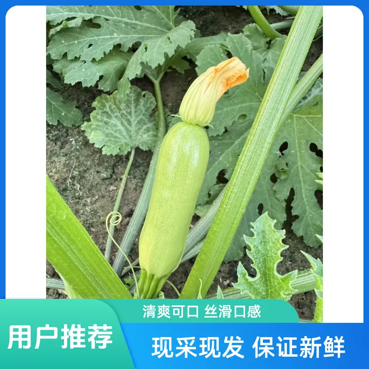 山东产地新鲜西葫芦皮薄鲜嫩角瓜现采现发三叶瓜3斤装