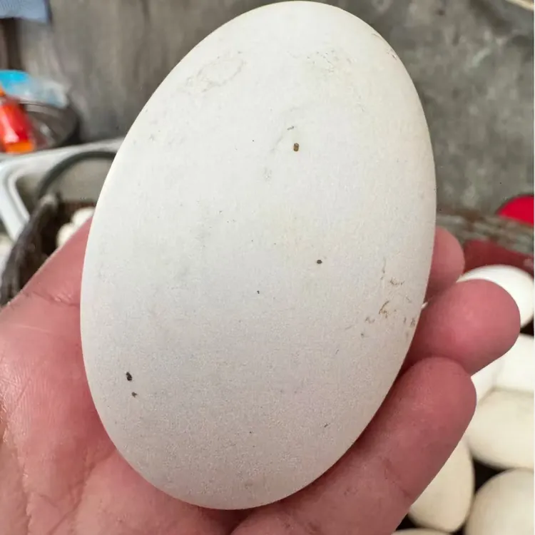 大鹅蛋正宗土鹅蛋孕妇农家散养谷物喂养大鹅蛋林下散养正宗土鹅蛋