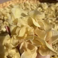 高原农家干土豆片500g