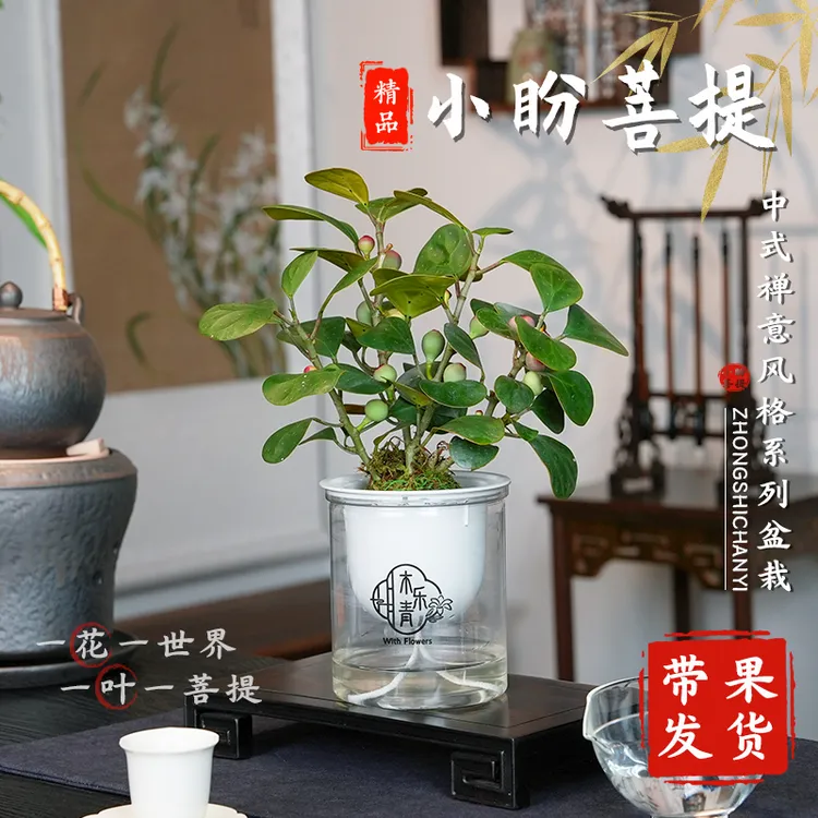 【带多果实 小盼菩提盆栽】精品禅意植物室内绿植客厅摆件好养C商品图