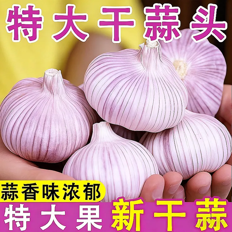 5斤特大干蒜】山东白皮大蒜头新干蒜大蒜大蒜头批发整箱新干大蒜头