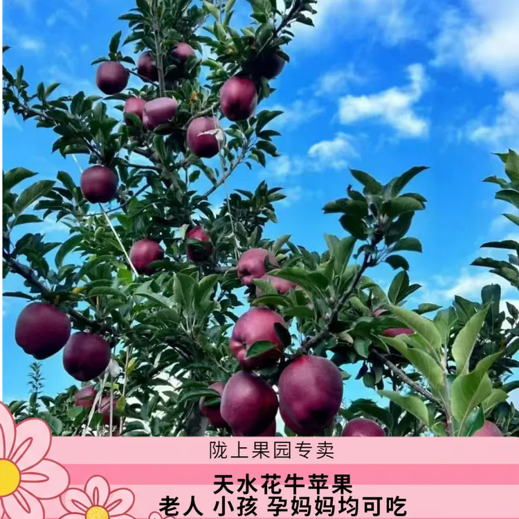 甘肃天水花牛苹果当季水果现摘现发脆粉两吃新鲜包邮（礼盒装)