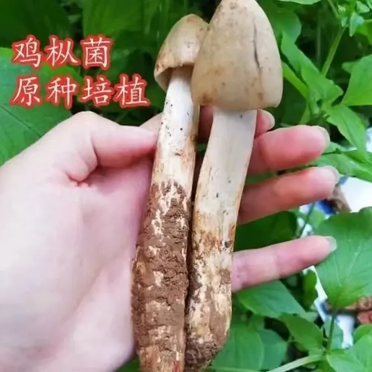 热销！【新鲜鸡枞菌种子】家庭园艺种植可室内室外简单-cs
