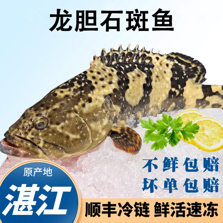 (石斑鱼)2~6条装广东湛江珍珠老虎斑鱼海鲜龙趸清蒸活鱼现冻商品图