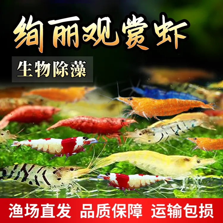 观赏虾除藻虾淡水鲜活观赏虾清洁鱼好养热带观赏鱼宠物水晶虾
