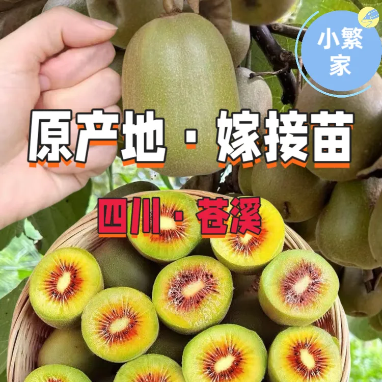 小繁家【带泥陀】四川红心猕猴桃嫁接苗徐香奇异果苗绿心黄心果苗
