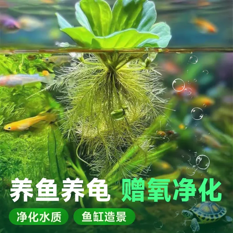 浮萍水草水面水培植物造景净化水质养鱼缸好养池塘庭院水养水芙蓉