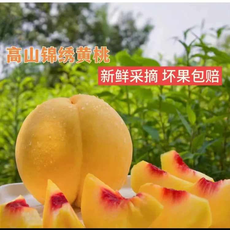 （普通快递）湖南怀化高山锦绣黄桃  现摘现发  自然成熟  香脆甜