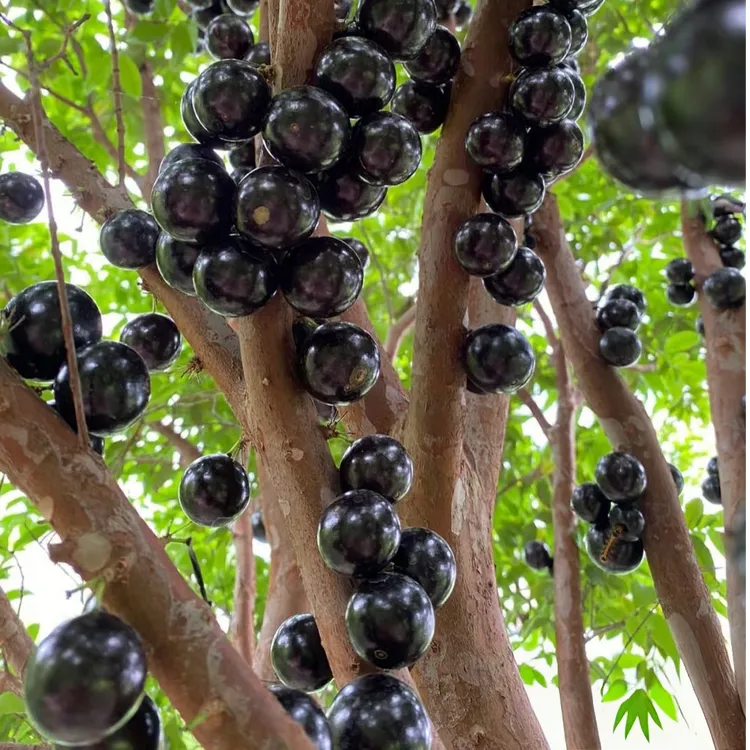 云南临沧新鲜水果嘉宝果树葡萄现摘现发热带珍果营养丰富