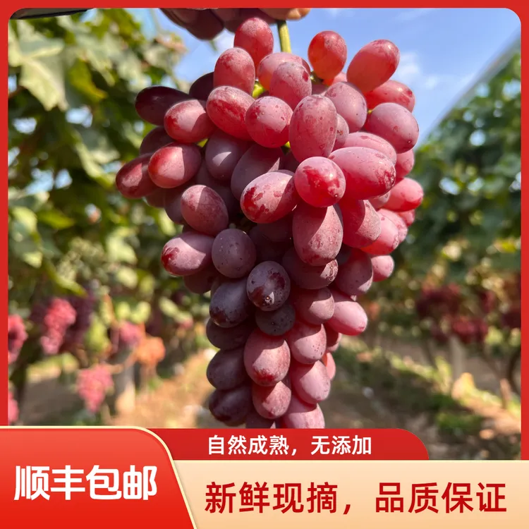 【顺丰包邮】克仑生无籽红提新鲜采摘3斤5斤冰美人脆甜爽口纯甜无酸