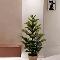 【南洋杉】圣诞树客厅落地盆栽四季常青好养大型绿植