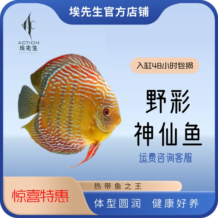 全品类养鱼七彩神仙鱼双12促销活动（入缸48小时包损）