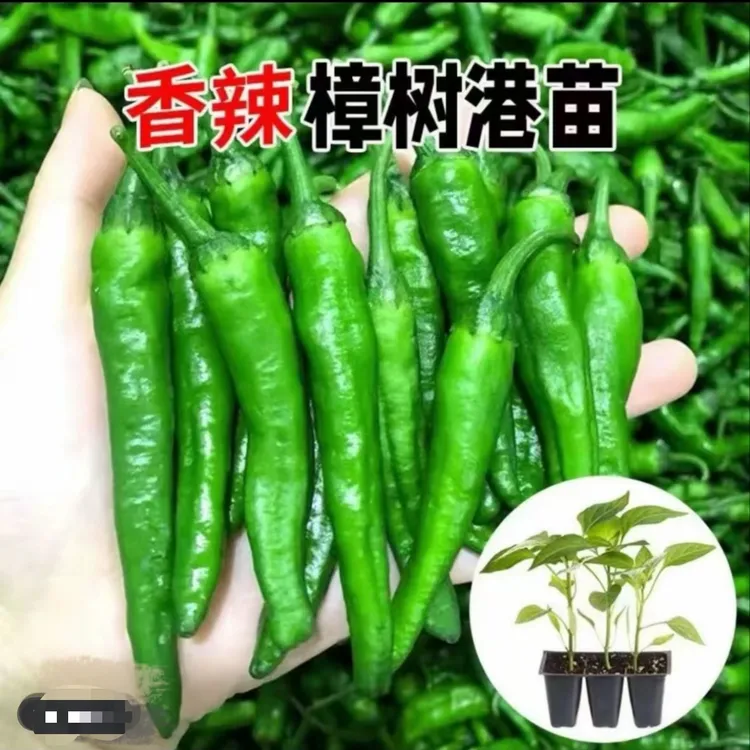 【樟树辣椒蔬菜秧苗苗】春秋四季阳台盆栽青椒栽种蔬菜苗辣椒苗商品图