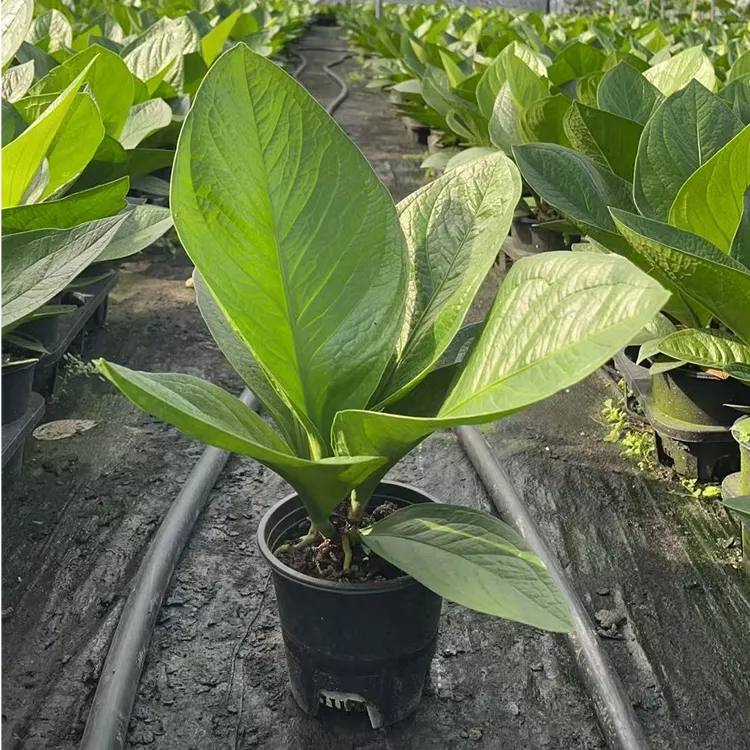 聚宝盆绿植花卉盆栽办公室内客厅桌面开业植物新家吸甲醛盆景易活