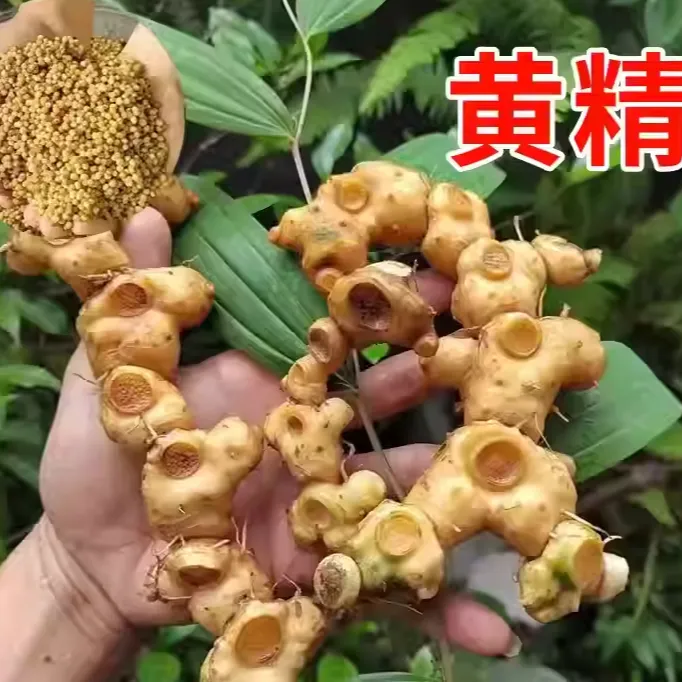 【W】黄精种子鸡头参种籽种籽老虎姜黄精种籽黄精籽滇黄精种子四季商品图
