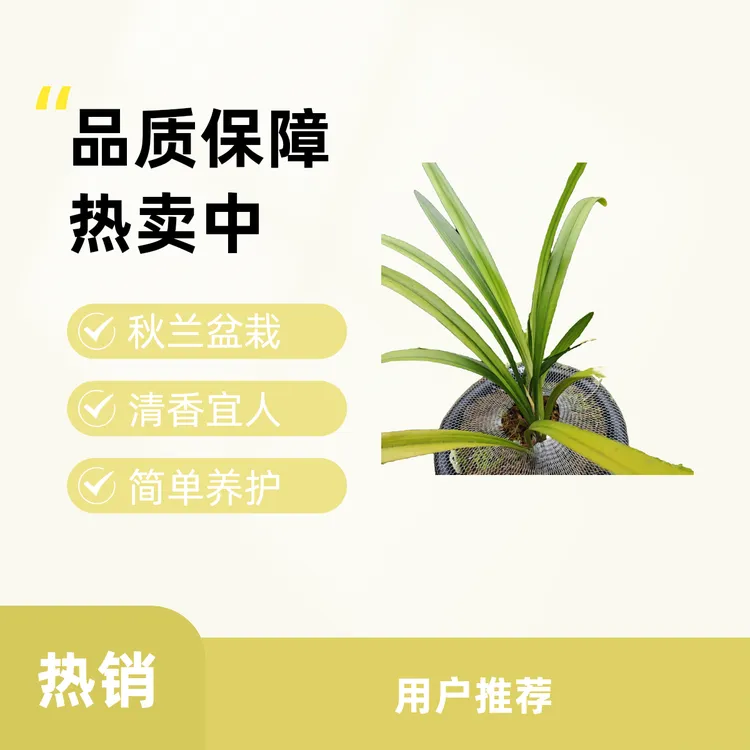 网红植物 秋榜兰花 白墨小苗 自然棚种植 保持⅔苗连体苗～30棵（株）