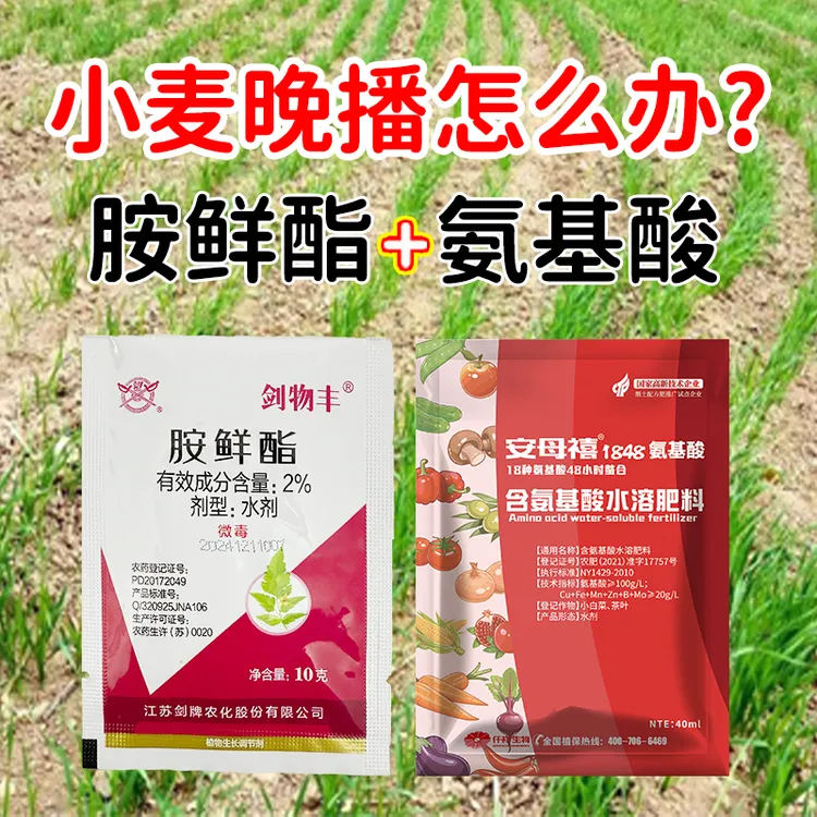 胺鲜酯氨基酸组合生根壮苗抗寒防冻促分蘖植物生长调节剂
