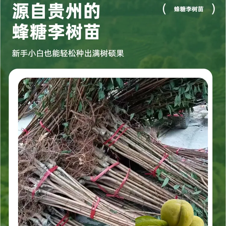 贵州六马蜂糖李子树李子苗正宗蜂糖李现挖现发裸根甜脆