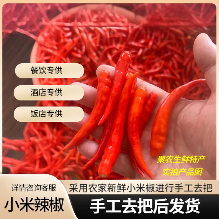 【手工去把】新鲜小米辣椒现摘手工去把后可做剁椒辣椒酱