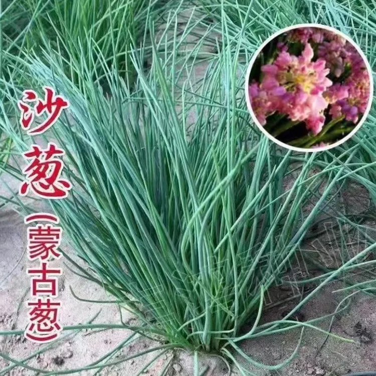 【蒙古韭葱种子】沙葱种子耐旱四季韭葱香葱盆栽阳台蔬菜种籽内蒙