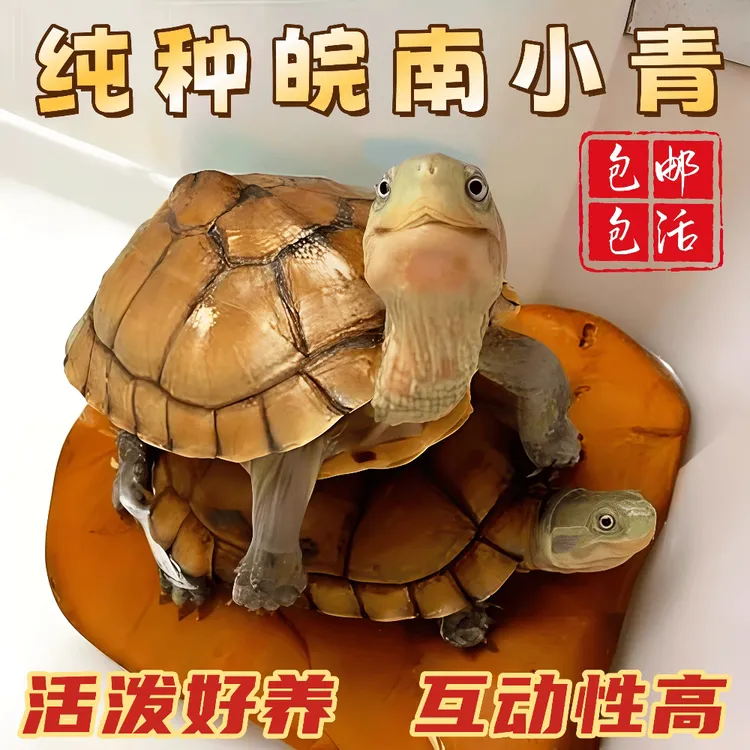 纯正黄喉拟水龟皖南种三黄小青龟石金钱龟苗活物小宠物乌龟发财龟