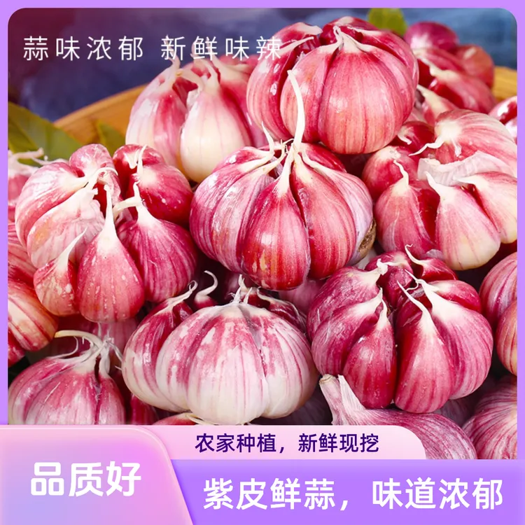 助农云南紫皮大蒜新干蒜头香蒜香辣多汁新鲜大蒜